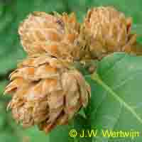 9 Kb, ananasgal of eikenroosje ( andricus foecundatrix )